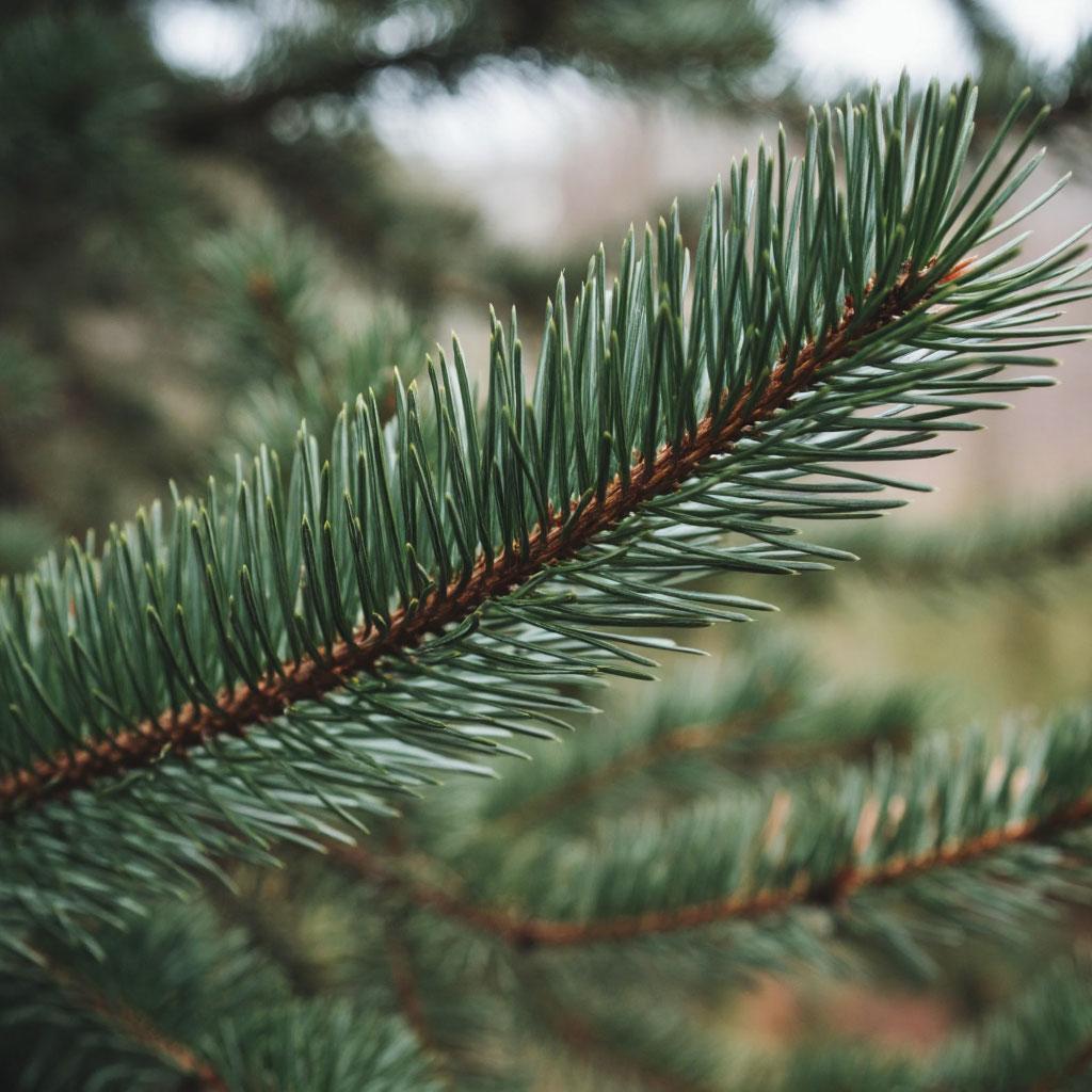 a54a50dd-6e53-4e9d-b222-f2856573cba9-ветки сосна.jpg